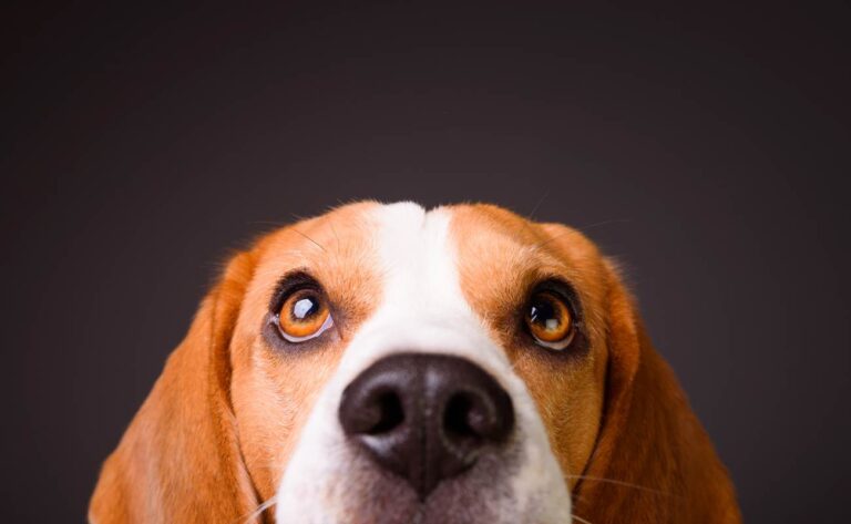 5 Tips On How To Train A Beagle Dog