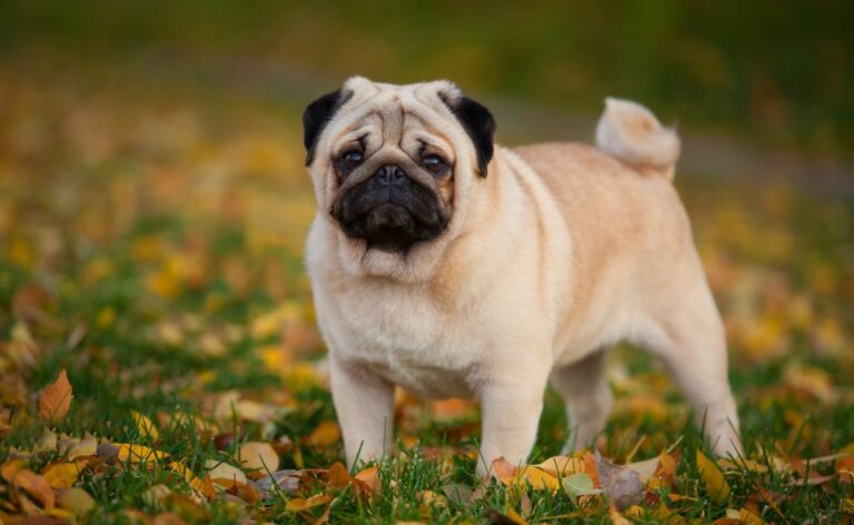 12 Training Tips for Pug Owners