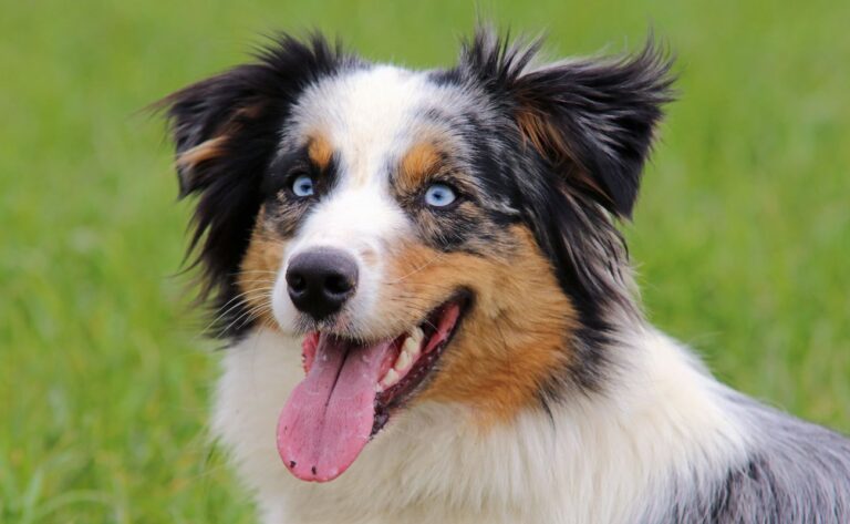 12 Essential Training Tips for Australian Shepherd Owners