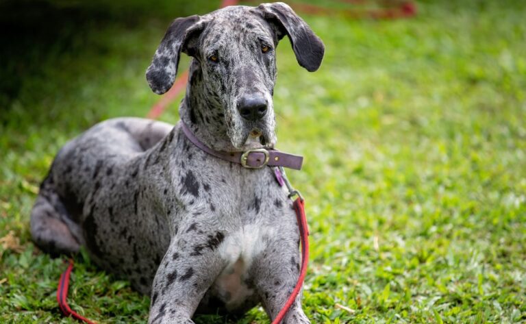 12 Training Tips for Great Dane Owners: Nurturing Your Gentle Giant