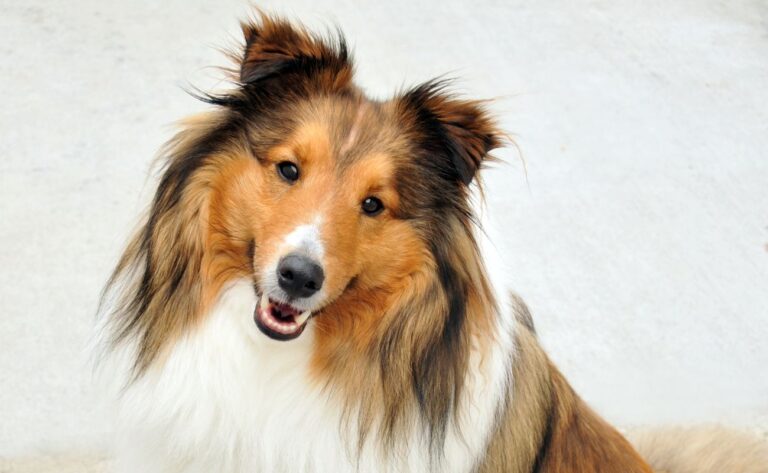 12 Training Tips for Shetland Sheepdog Owners