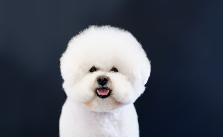 11 Training Tips for Bichon Frise Owners
