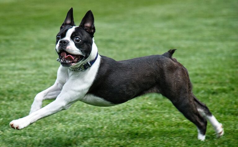 11 Training Tips for Boston Terrier Owners