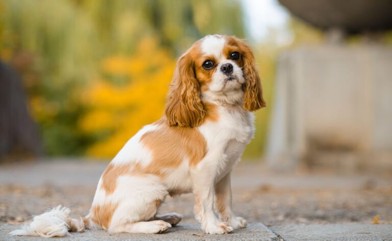 10 Effective Training Tips for Cavalier King Charles Spaniel Owners