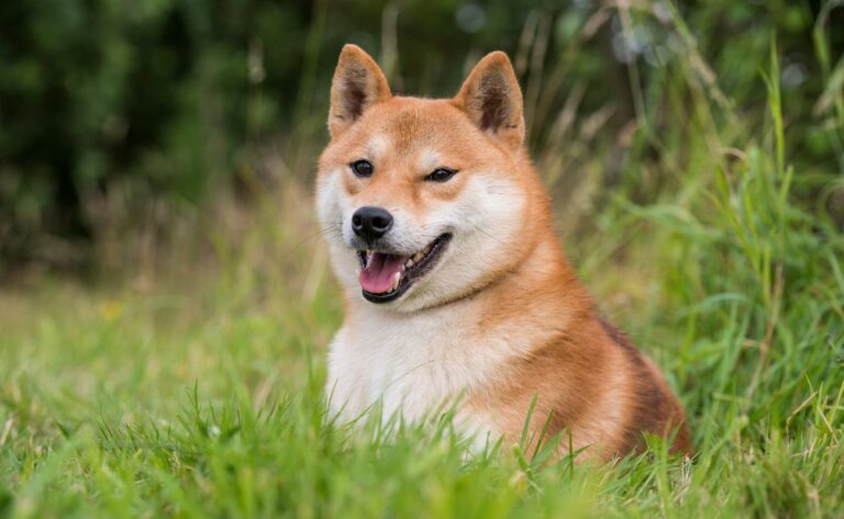 10 Effective Training Tips for Shiba Inu Owners