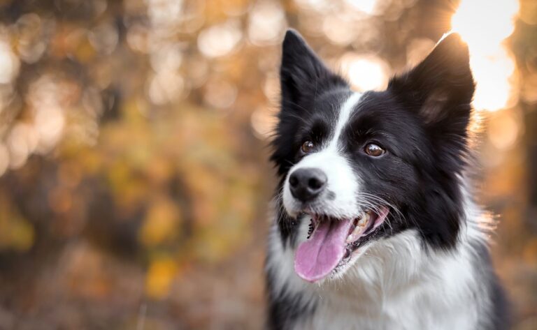 10 Essential Training Tips for Border Collie Owners
