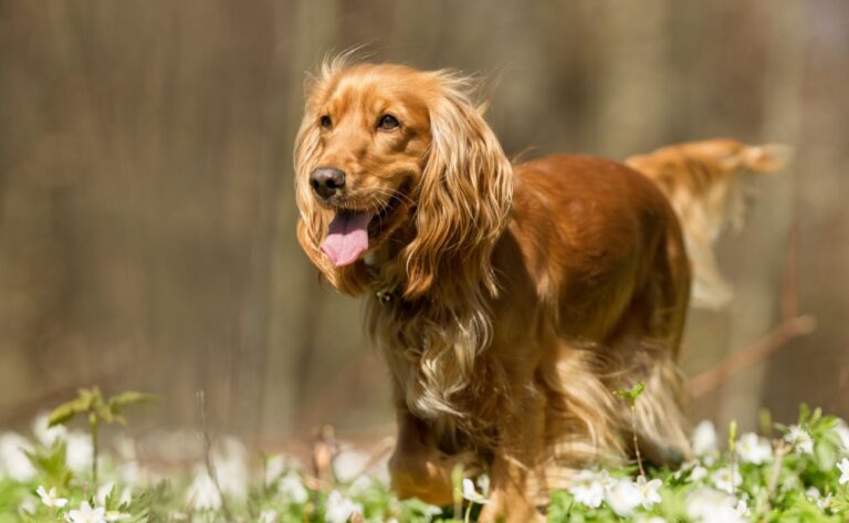 10 Cocker Spaniel Training Tips for Happy and Well-Behaved Companions