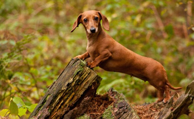 10 Training Tips for Dachshund Owners: Balancing Independence and Obedience