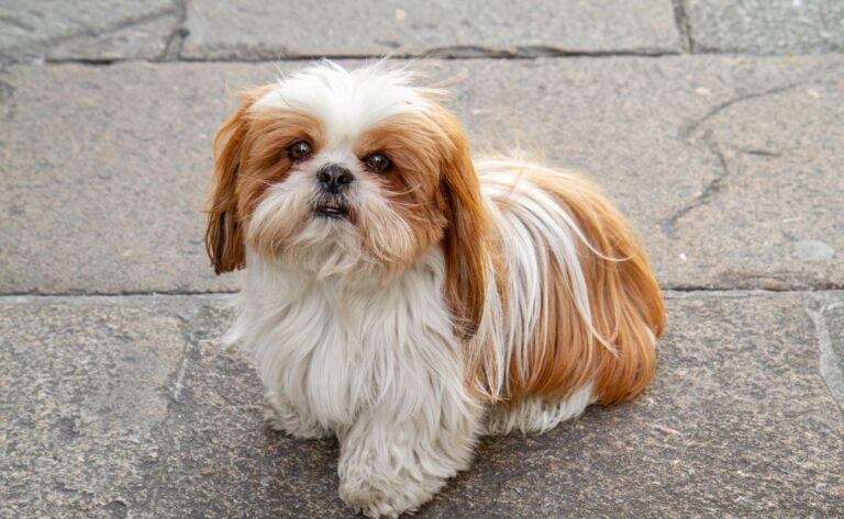 10 Crucial Training Tips for Shih Tzu Owners: Ensuring a Well-Mannered and Happy Pet
