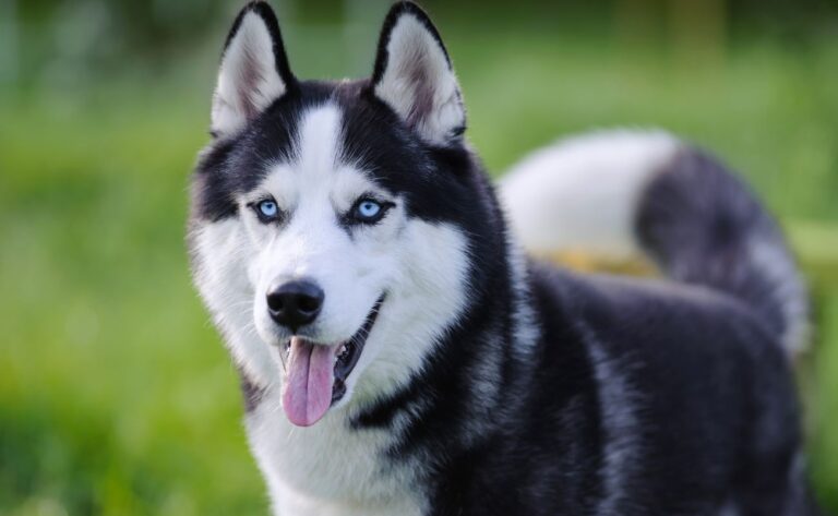 10 Essential Training Tips for Husky Owners: Mastering Your Energetic Friend