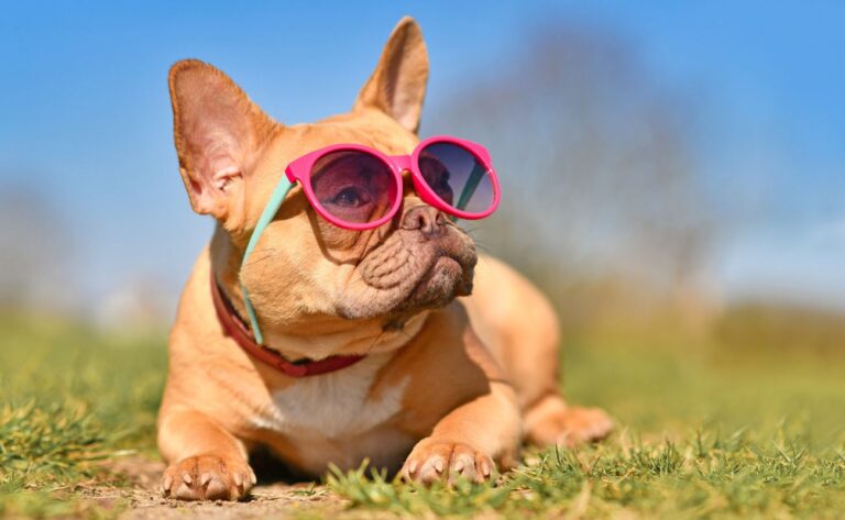 10 Effective Training Tips for French Bulldogs
