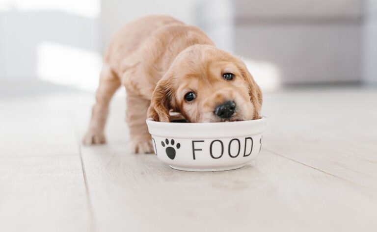 7 Things That Golden Retrievers Shouldn’t Eat