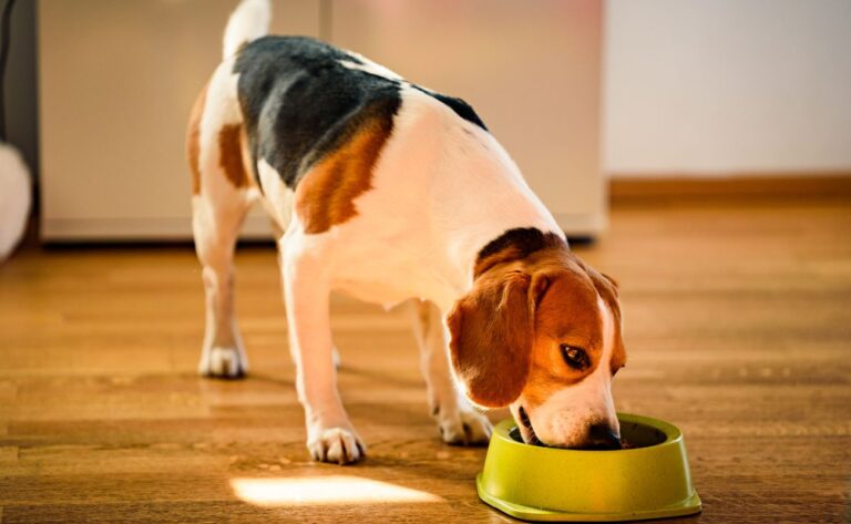 8 Foods That Beagles Should Avoid