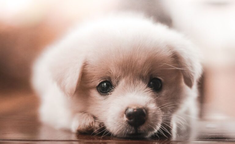 How To Stop Your Puppy From Biting: A Comprehensive Guide