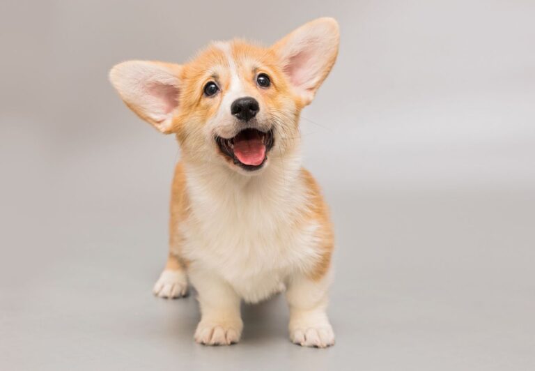 How to Stop Your Puppy From Jumping on People