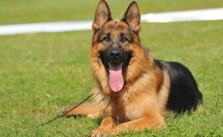 10 Important German Shepherd Training Tips – Smart Dog Learning
