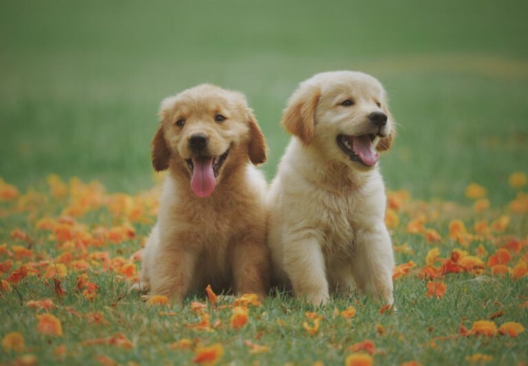 6 Things You Shouldn’t Do With Your Labrador Retriever