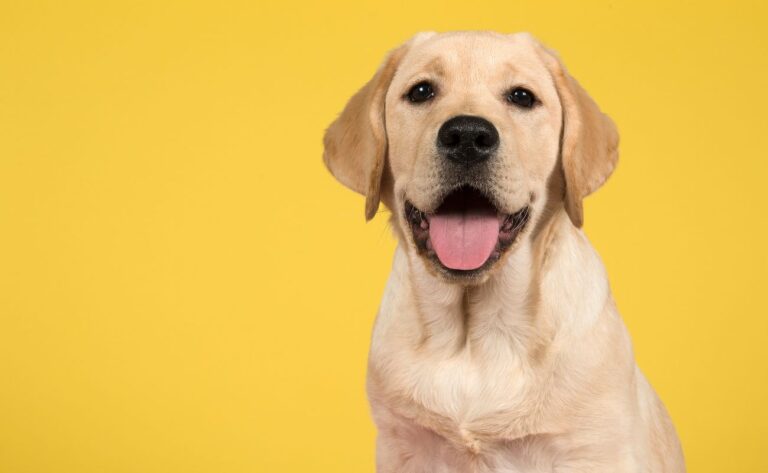 How to Make Your Labrador Retriever Smart