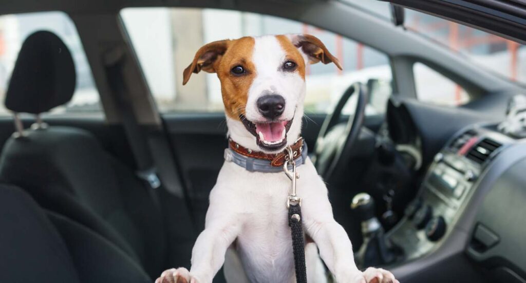 how to find the best dog seats for large dogs