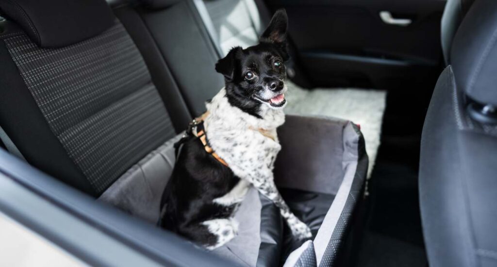 car in a dog seat