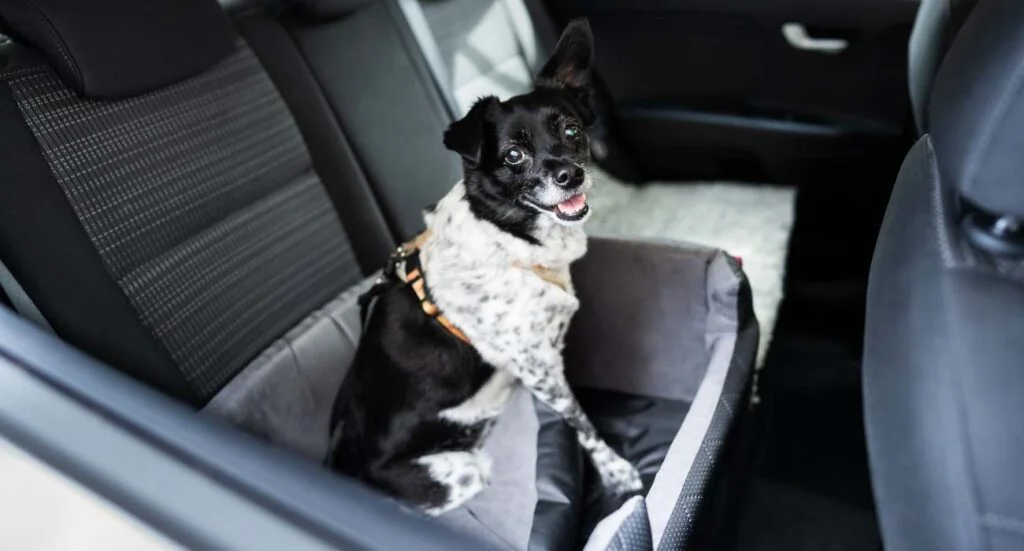 car in a dog seat