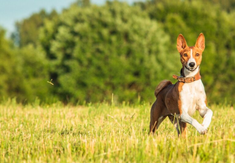 10 Basenji Training Tips for Dog Owners