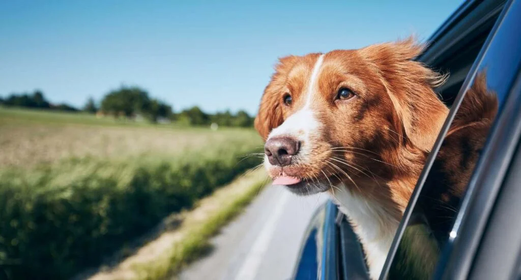 dog in a car