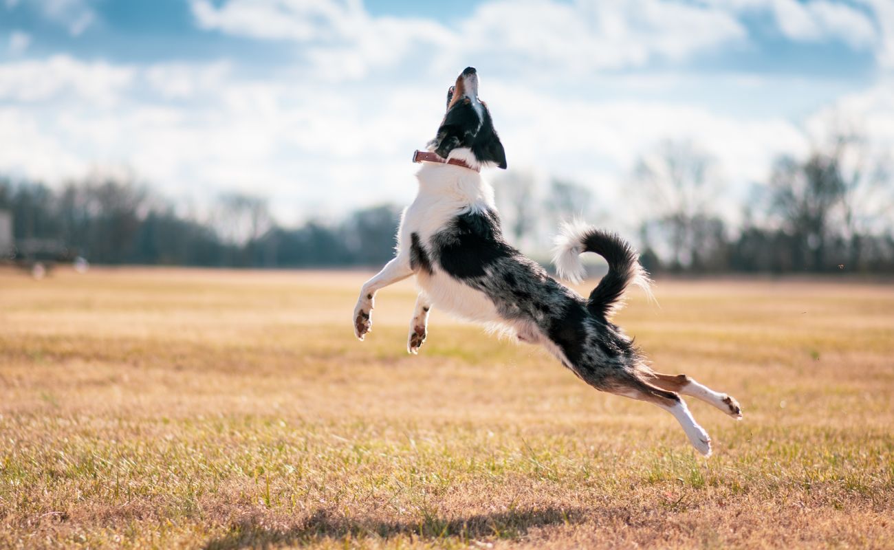 10 Essential Training Tips for Border Collie Owners - Smart Dog Learning