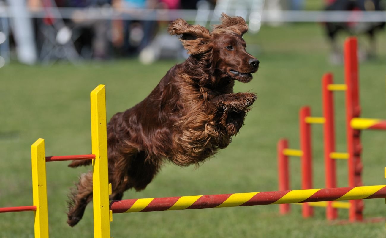 10 Irish Setter Training Tips For Dog Owners Smart Dog Learning
