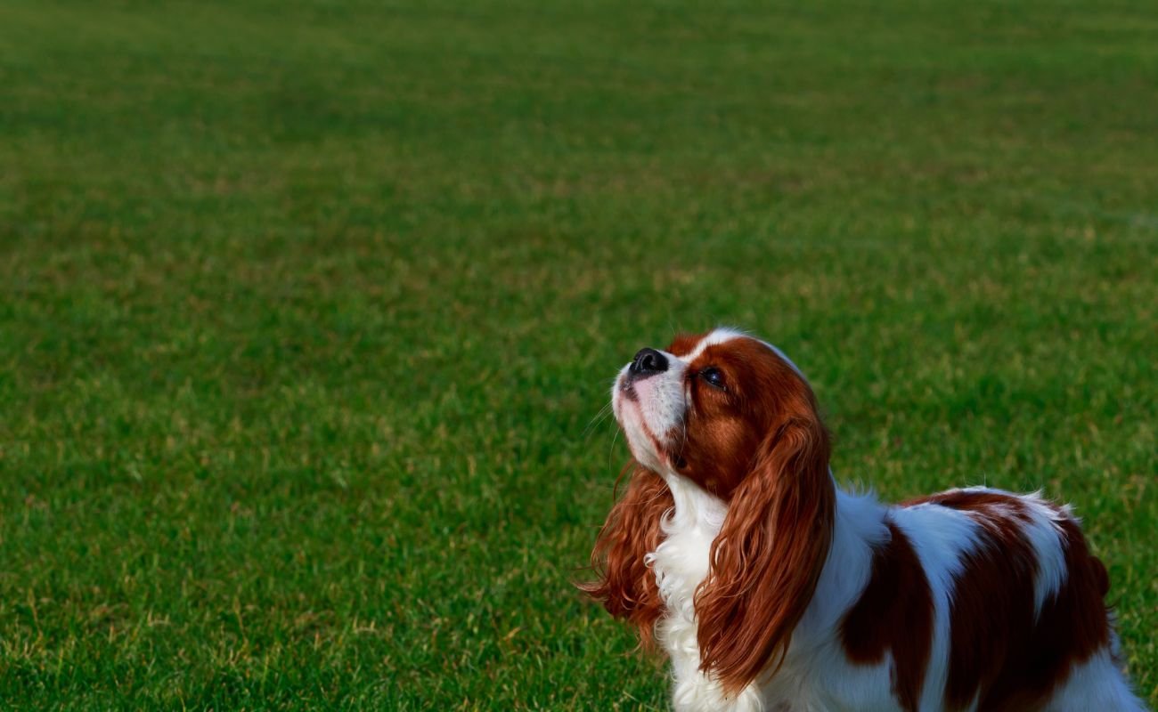 10 Effective Training Tips for Cavalier King Charles Spaniel Owners ... - Crate Training For Cavalier King Charles