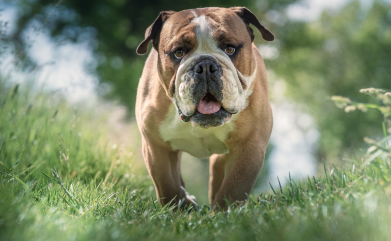 8 Foods That Bulldogs Should Avoid