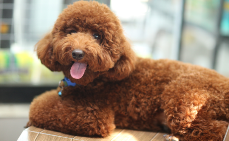 9 Foods That Poodles Should Avoid
