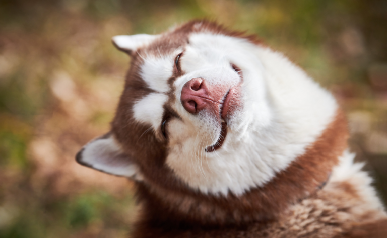 10 Foods That Siberian Huskies Should Avoid