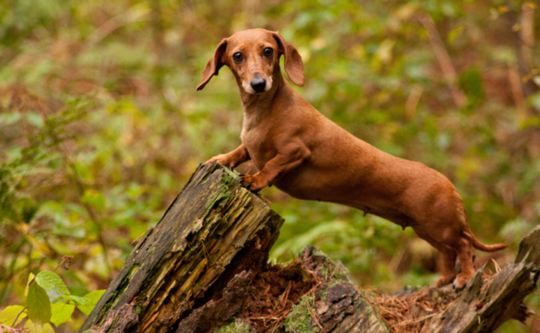 9 Foods That Dachshunds Should Avoid