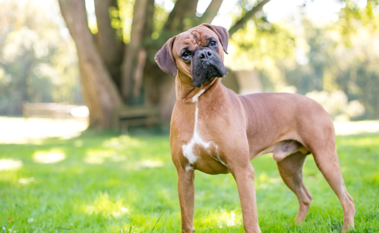 10 Foods That Boxers Should Avoid