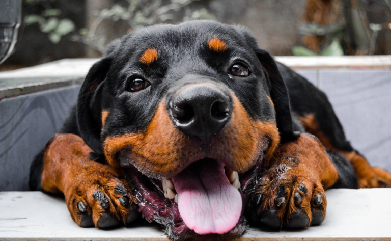 10 Foods That Rottweilers Should Avoid