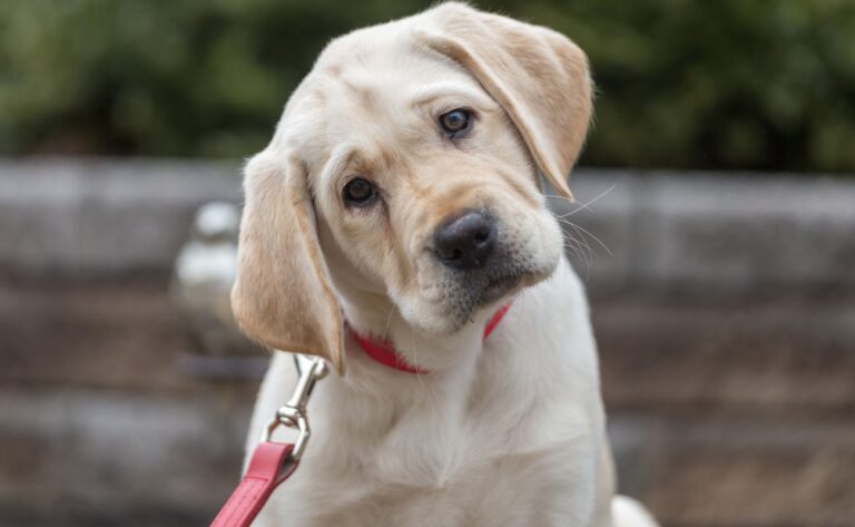 9 Foods That Labrador Retrievers Should Avoid