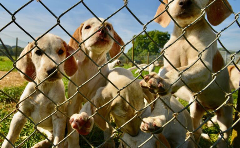 7 Best Outdoor Dog Kennels (MUST-HAVE!)