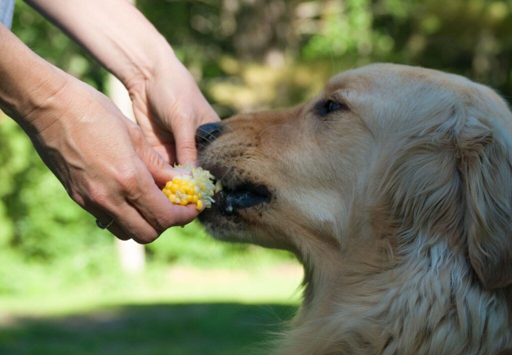 Best dog food for golden retrievers