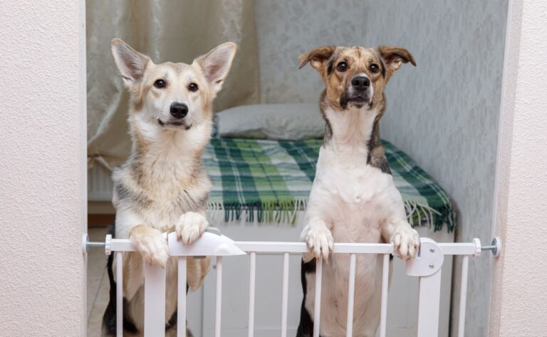 Best Dog Gates for Stairs: Current Bestsellers!
