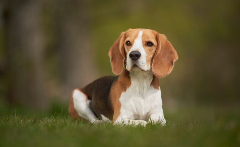 7 Things You Shouldn’t Do With Your Beagle