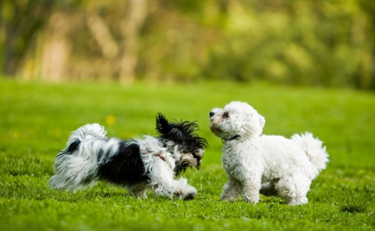 15 Best Dog Breeds For Small Houses