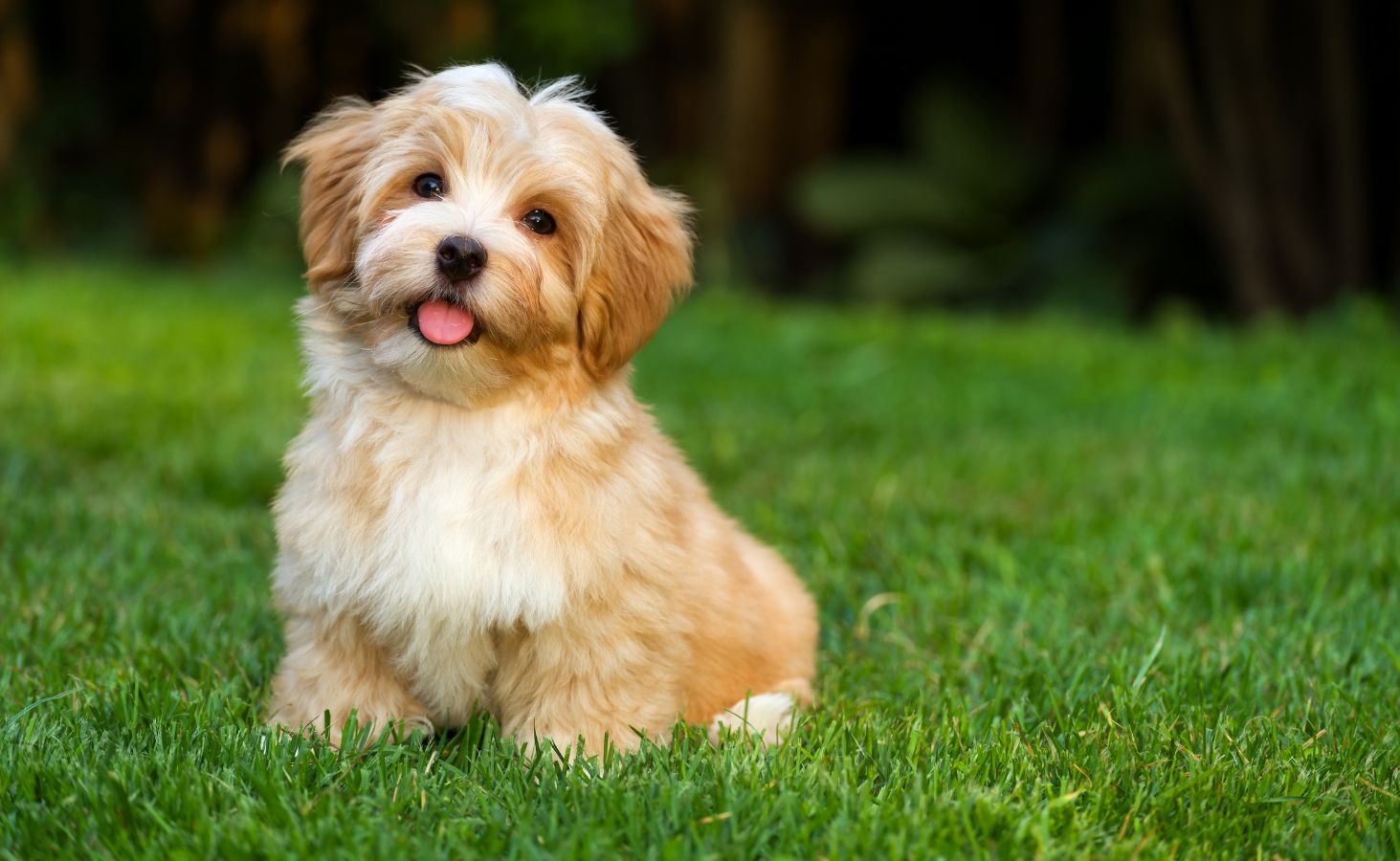 15 Best Dog Breeds For Small Houses - Smart Dog Learning