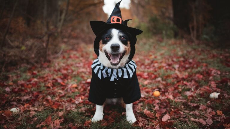 10 Funny Halloween Costumes For Dogs – Must-Have!