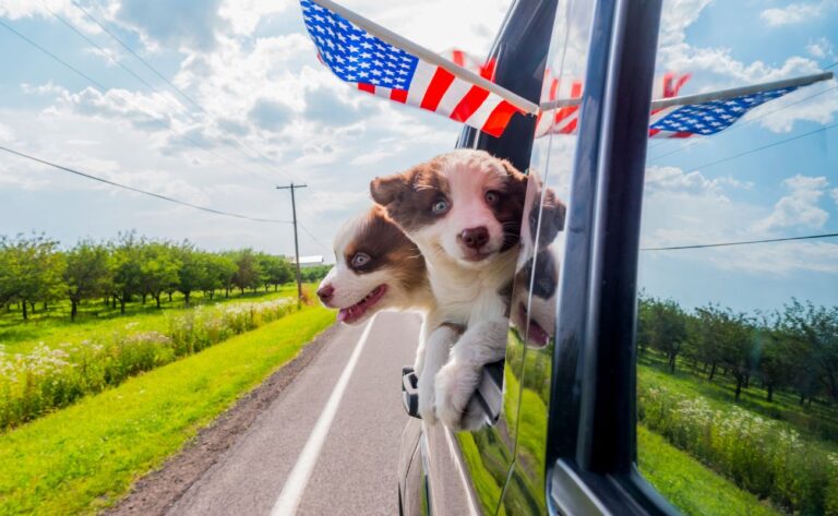 How to Travel with a Small Puppy