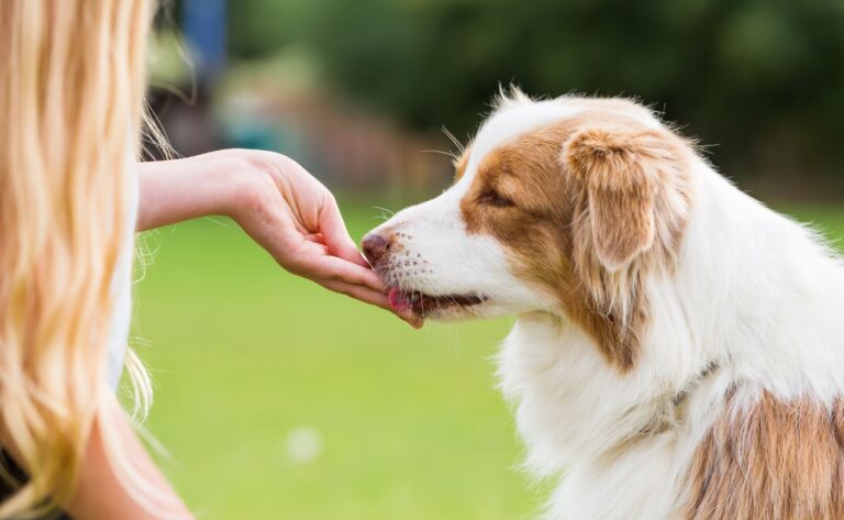 10 Best Homemade Dog Treats