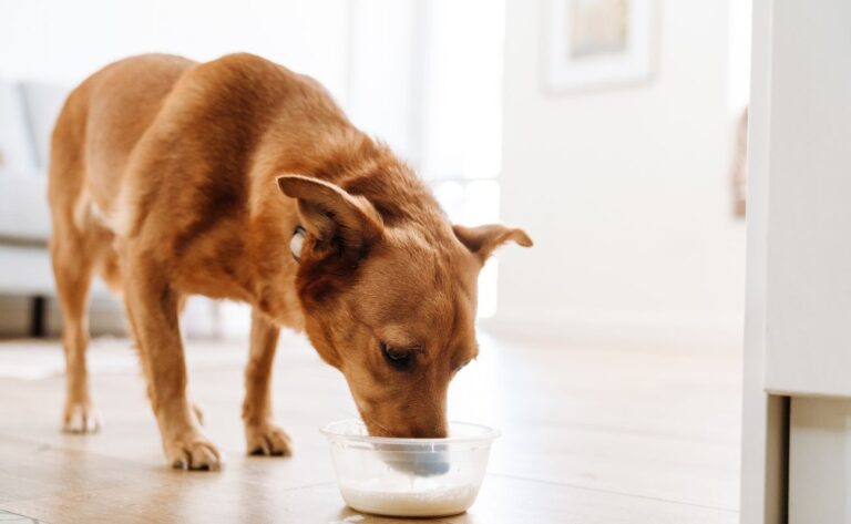 Can Dogs Drink Milk?