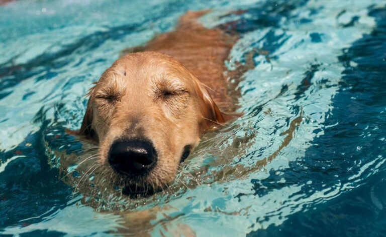 Why Your Dog Needs Hydrotherapy – Main Benefits