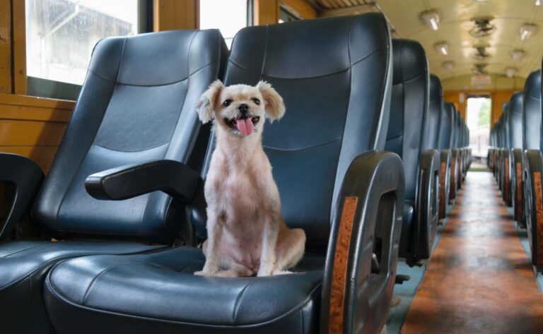 How to Travel with a Dog by Train