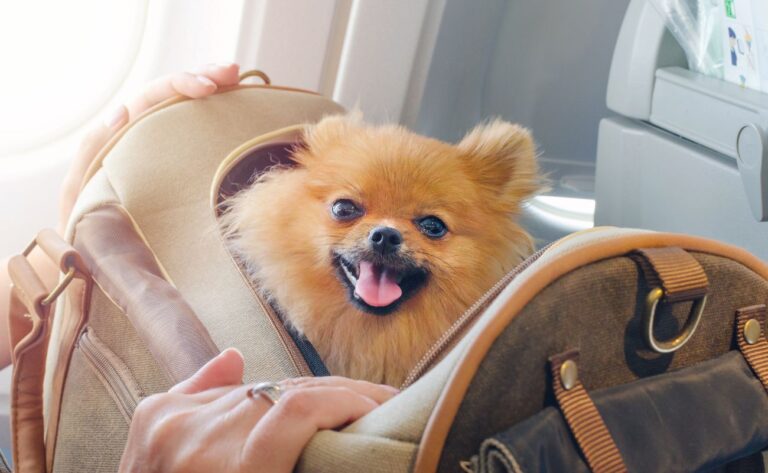 How to Travel with a Dog by Plane